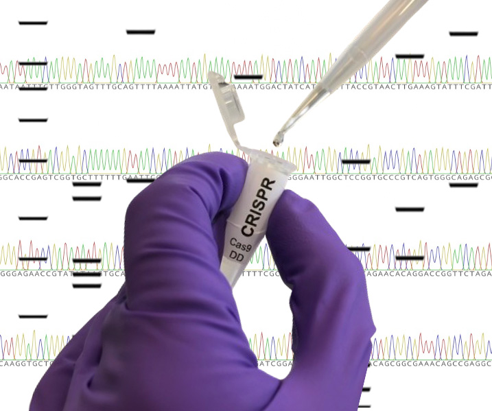 CRISPR image copy